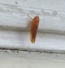 Chlorotettix lusorius