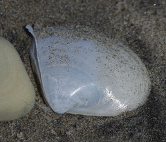 Mactrellona subalata