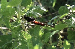 Elaphroptera