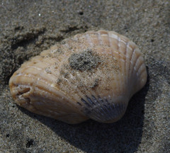 Noetia
