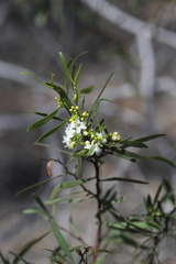 Myoporum platycarpum platycarpum