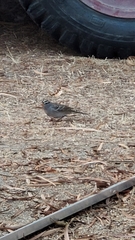 Zonotrichia leucophrys