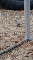 Zonotrichia leucophrys