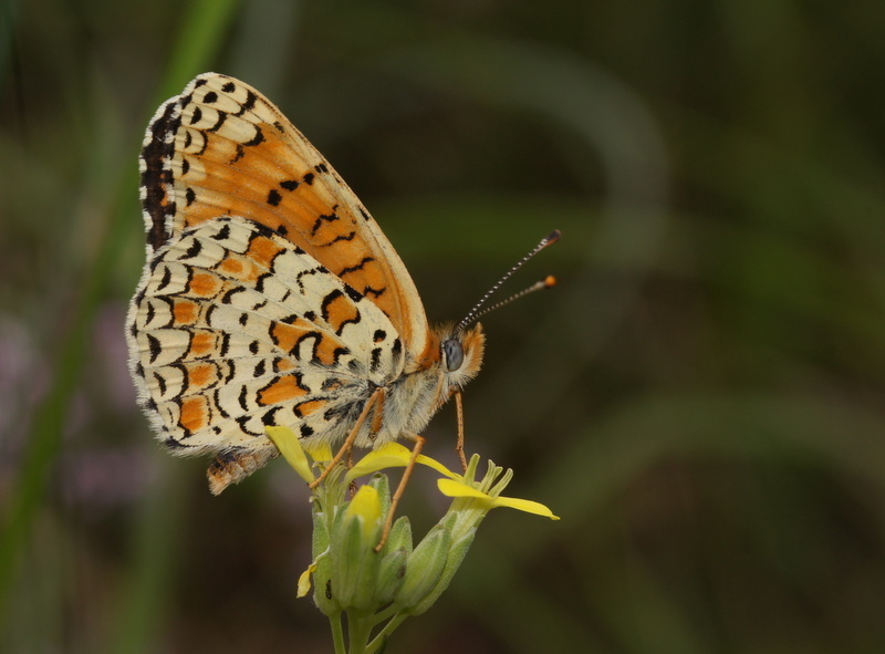 Eastern Knapweed Fritillary