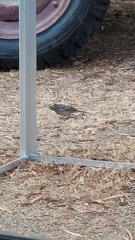 Zonotrichia leucophrys