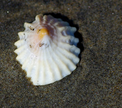 Crucibulum pectinatum