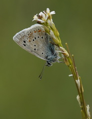 Polyommatus dorylas