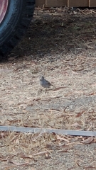 Zonotrichia leucophrys