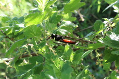 Elaphroptera