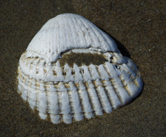 Noetia