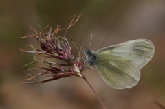 Leptidea duponcheli