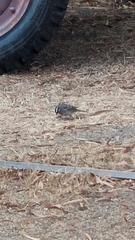 Zonotrichia leucophrys