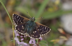 Spialia orbifer