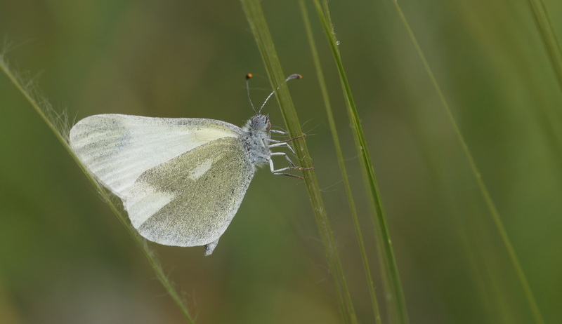 Eastern Wood White