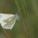 Eastern Wood White - Photo (c) Chris van Swaay, some rights reserved (CC BY-NC), uploaded by Chris van Swaay