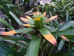Guzmania gloriosa