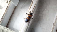Coleoptera