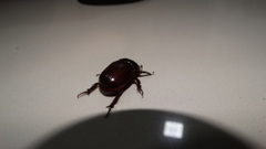 Coleoptera