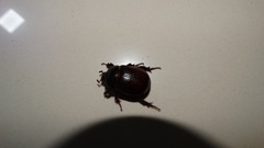 Coleoptera