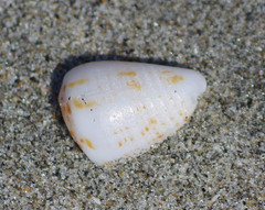 Conasprella perplexa