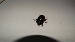 Coleoptera