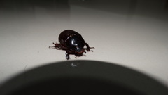 Coleoptera
