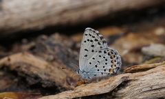 Pseudophilotes vicrama