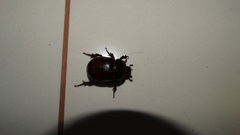 Coleoptera