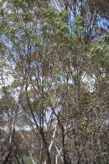 Myoporum platycarpum platycarpum
