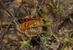 Melitaea arduinna