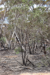 Myoporum platycarpum platycarpum