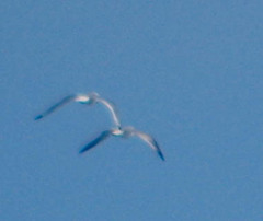 Leucophaeus pipixcan