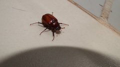 Coleoptera