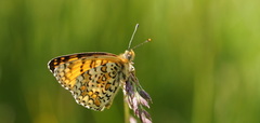 Melitaea ornata