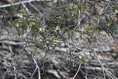 Myoporum platycarpum platycarpum
