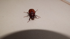 Coleoptera