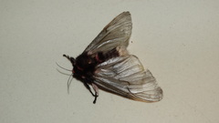 Lepidoptera