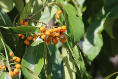 Pittosporum ferrugineum