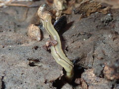 Bipalium pennsylvanicum