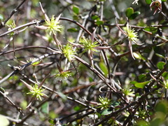 Clematis quadribracteolata