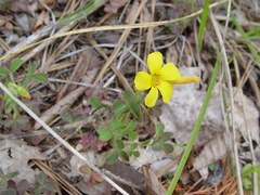 Oxalis macrantha