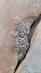 Chondrodactylus turneri