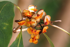 Pittosporum ferrugineum