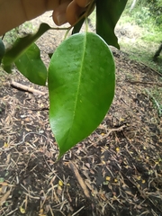 Ficus benjamina