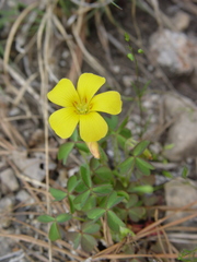 Oxalis macrantha