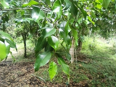 Ficus benjamina