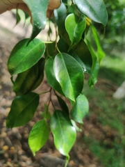 Ficus benjamina