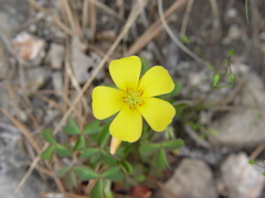 Oxalis macrantha