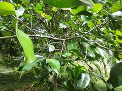 Ficus benjamina