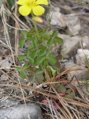 Oxalis macrantha
